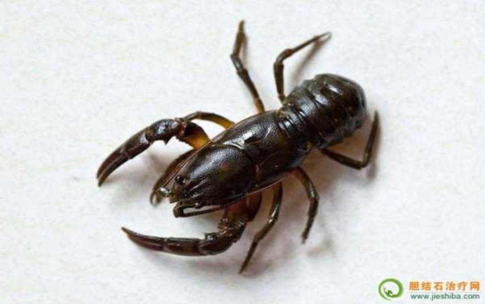 喇蛄图片_了解这种神奇生物的特征