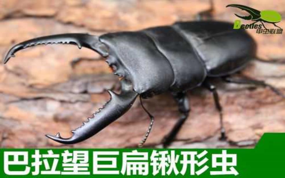 巴拉望巨扁_揭秘其神秘生存环境