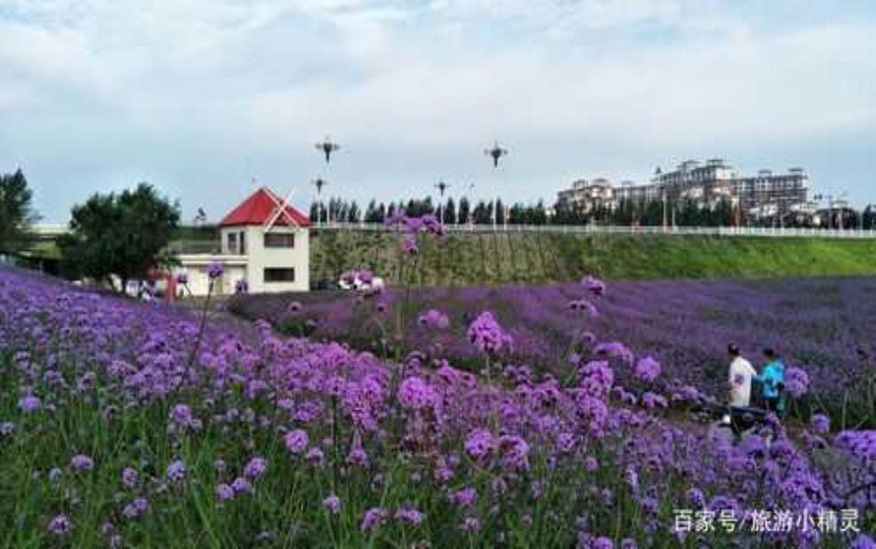 忻城薰衣草庄园_畅游花海的理想去处