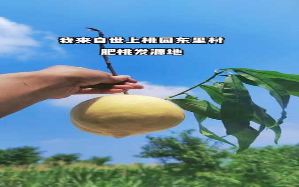 肥城佛桃_为何成为水果界的新宠?