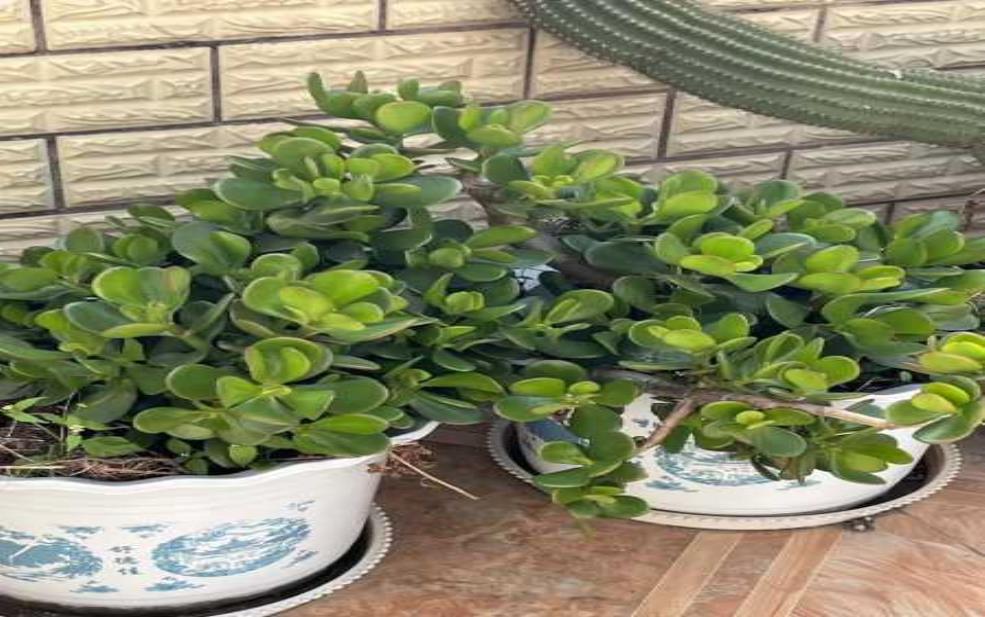 软萩_如何打造生机勃勃的花园植物