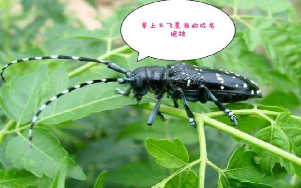 铁水牛_了解它的生态习性与饲养方法