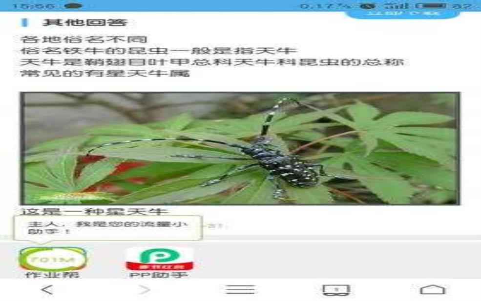 铁水牛_了解它的生态习性与饲养方法