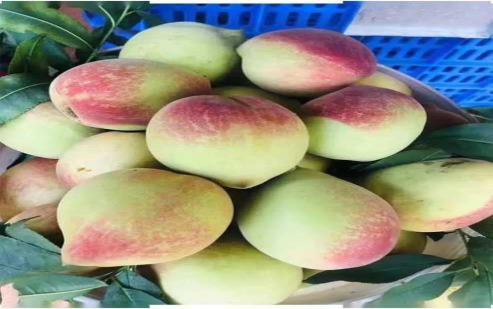  鹰嘴桃哪里的最正宗_品味真材实料的推荐 