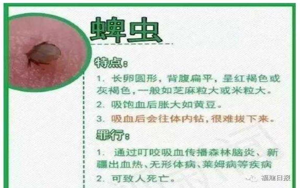 席虫图片_如何识别与预防它们?
