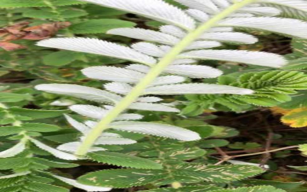 真正的翻白草图片_你见过这种植物吗?