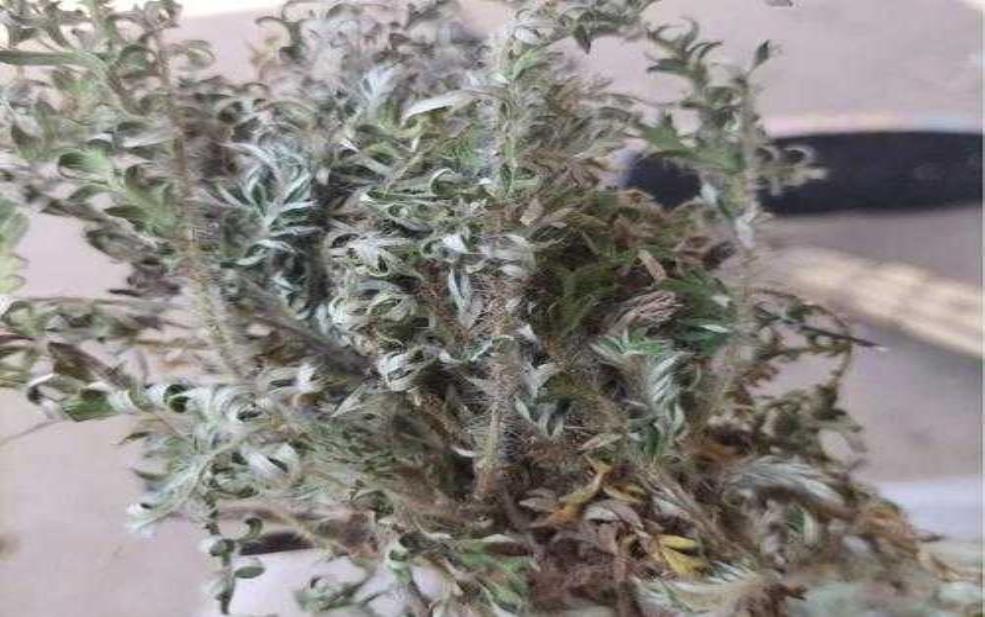 真正的翻白草图片_你见过这种植物吗?