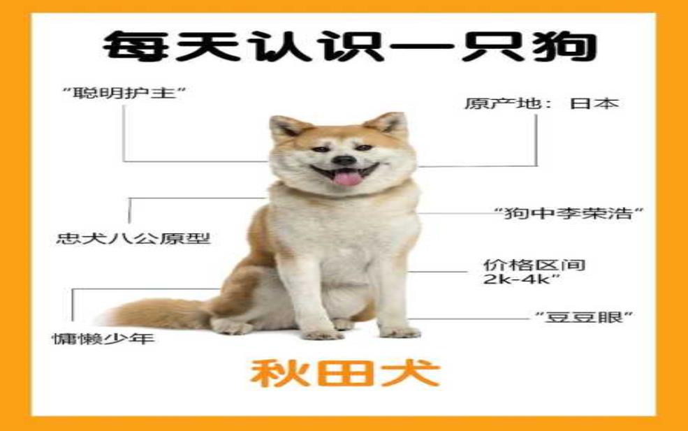 秋田家_如何选择合适的秋田犬?
