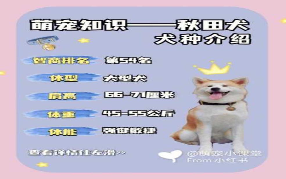 秋田家_如何选择合适的秋田犬?