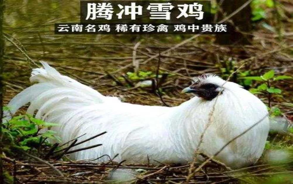  腾冲雪鸡_为何成为美食爱好者的首选？ 