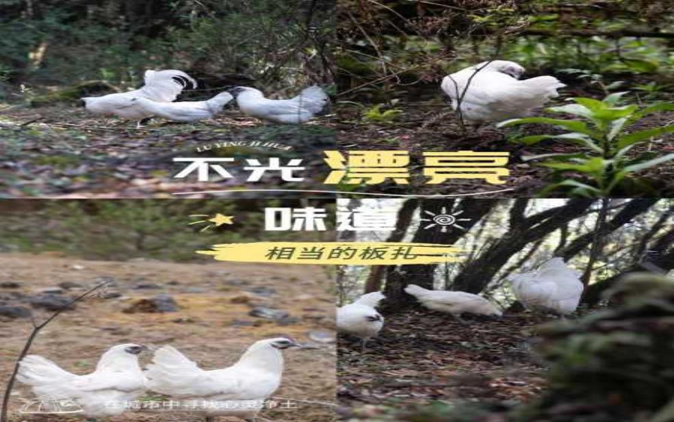 腾冲雪鸡_为何成为美食爱好者的首选?