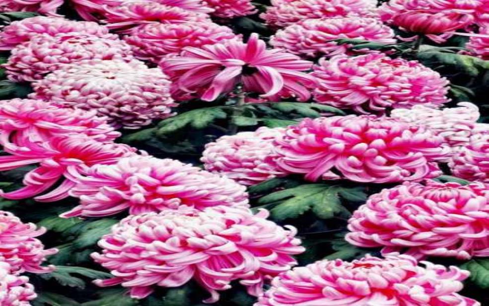  菊花爆满山影院_最佳观影体验指南 