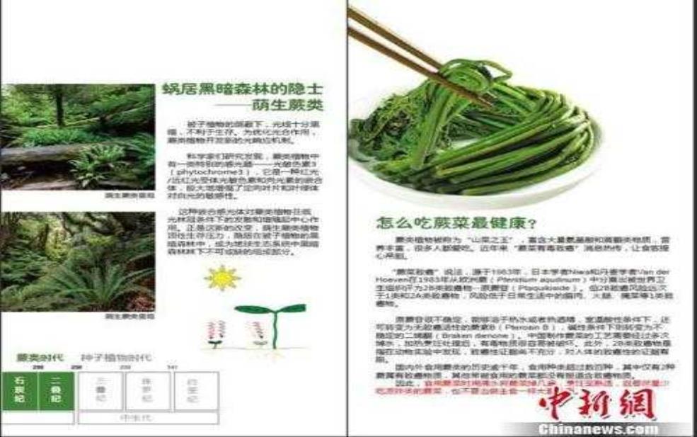 菜蕨_有哪些营养价值和食用方法?
