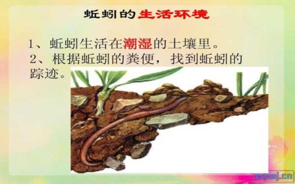  蚯蚓降龙_为何它能改变土壤生态？ 