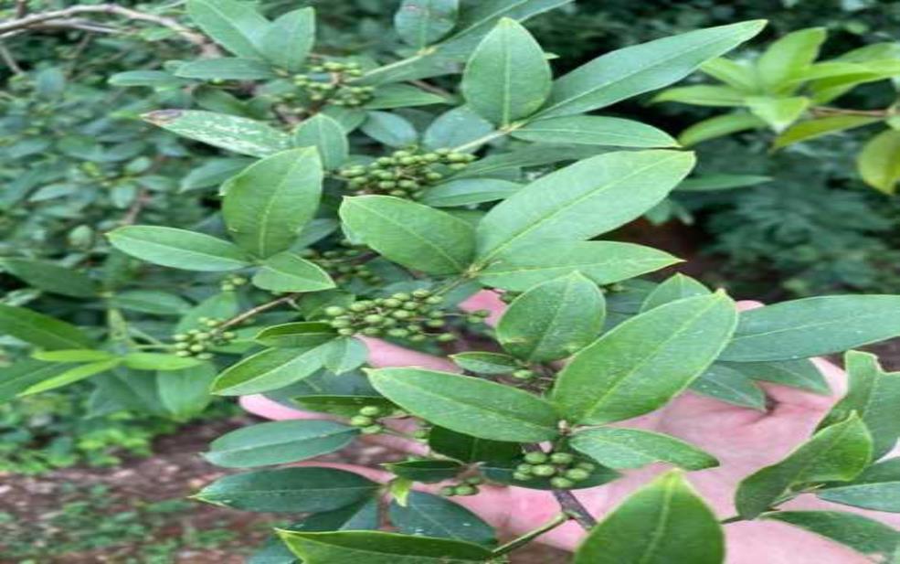 野花椒树图片_如何识别与种植技巧