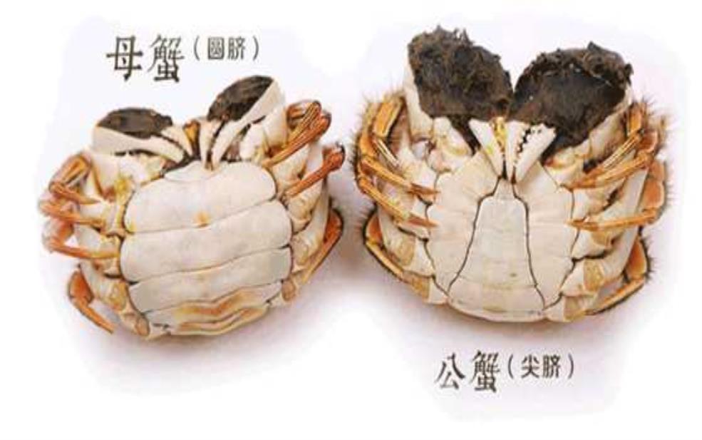  鬼头蟹_如何挑选新鲜美味的？ 