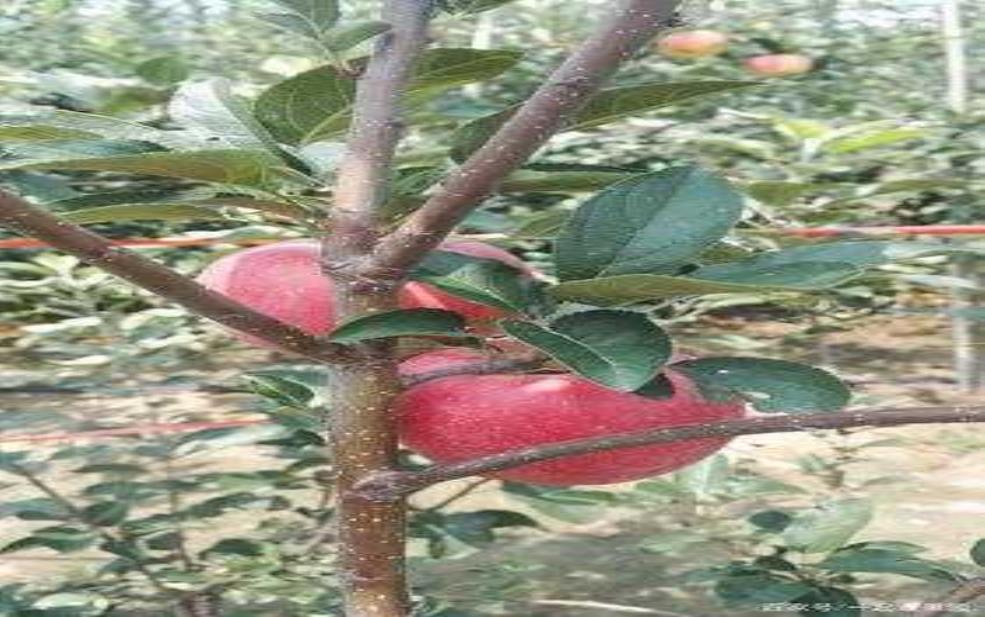 鲁丽苹果图片_美味苹果的真实展现