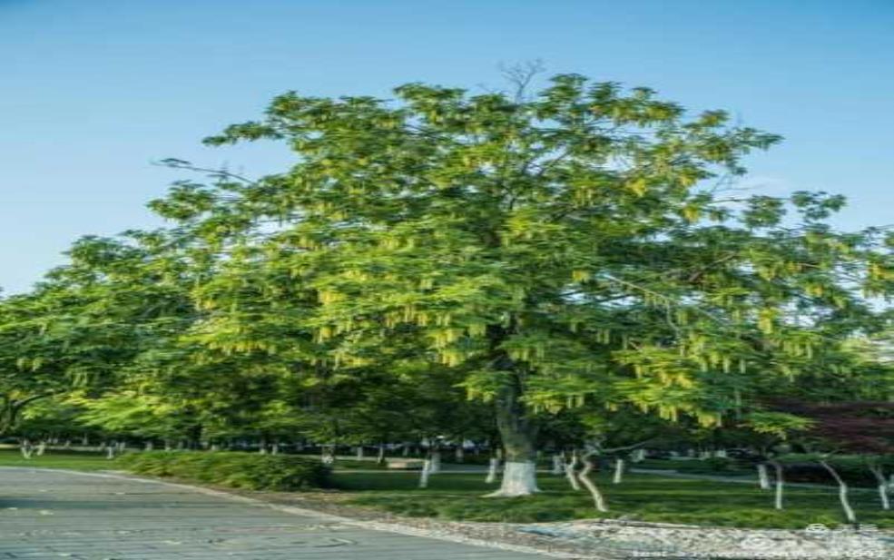 麻柳树图片_美丽树景中的自然奇观