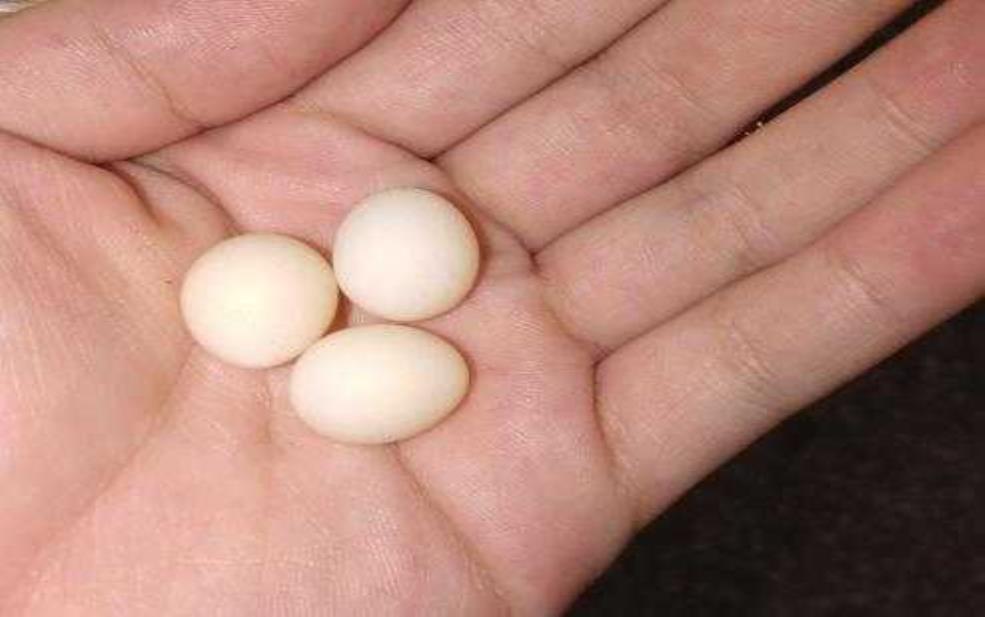 麻雀蛋图片_了解麻雀蛋的外观与特征
