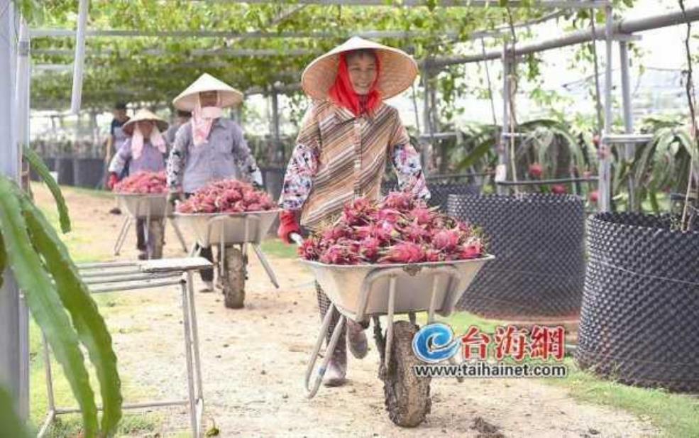 厦门_大丰收的精彩活动有哪些?