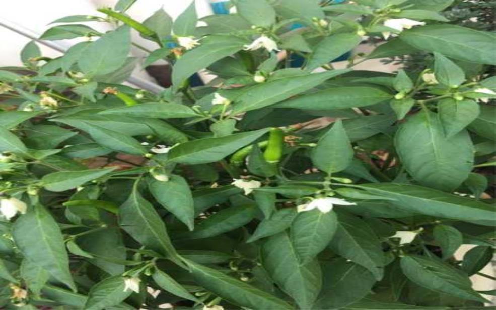 泰辣椒_如何选择和使用泰国辣椒？ 