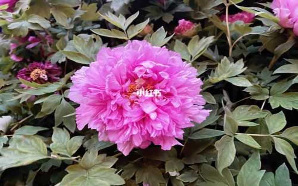  洛阳牡丹限号_如何顺利观赏花季盛宴？ 