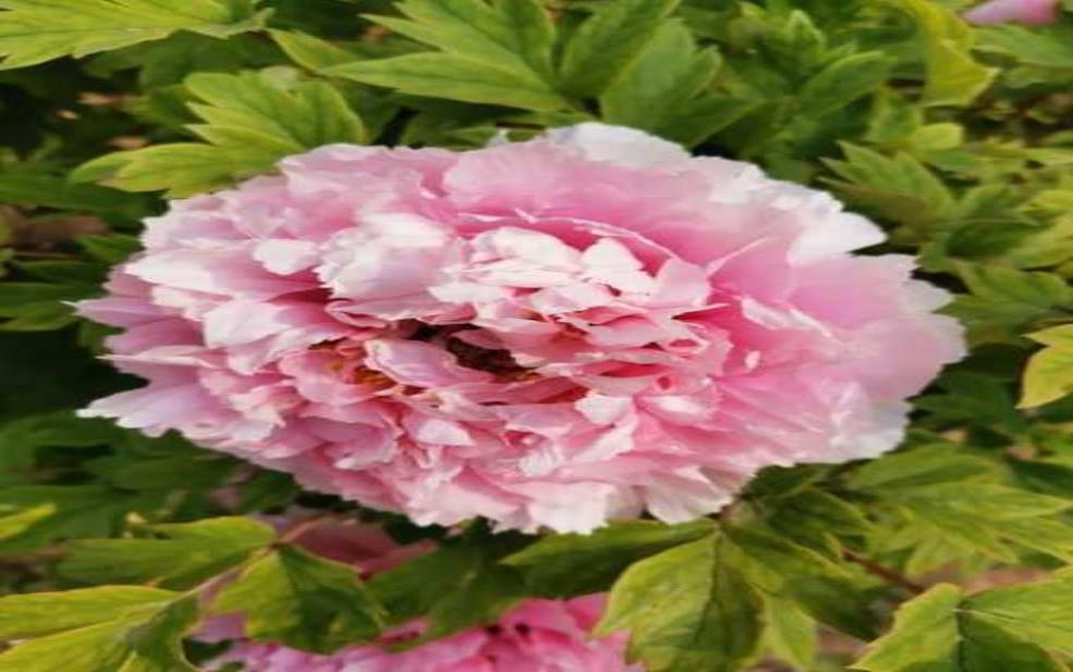 洛阳牡丹限号_如何顺利观赏花季盛宴?