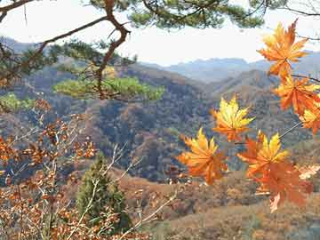 3分钟讲解“手机斗牛万能开挂神器”(原来真的有挂)-哔哩哔哩